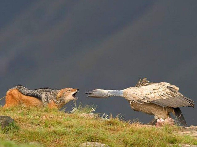 Jackal and Vulture — Green