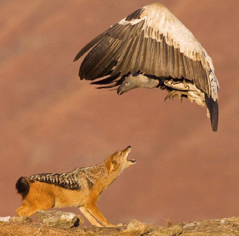 Jackal and Vulture