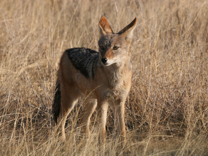Jackal in dry grass