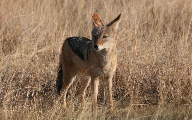 Jackal in dry grass