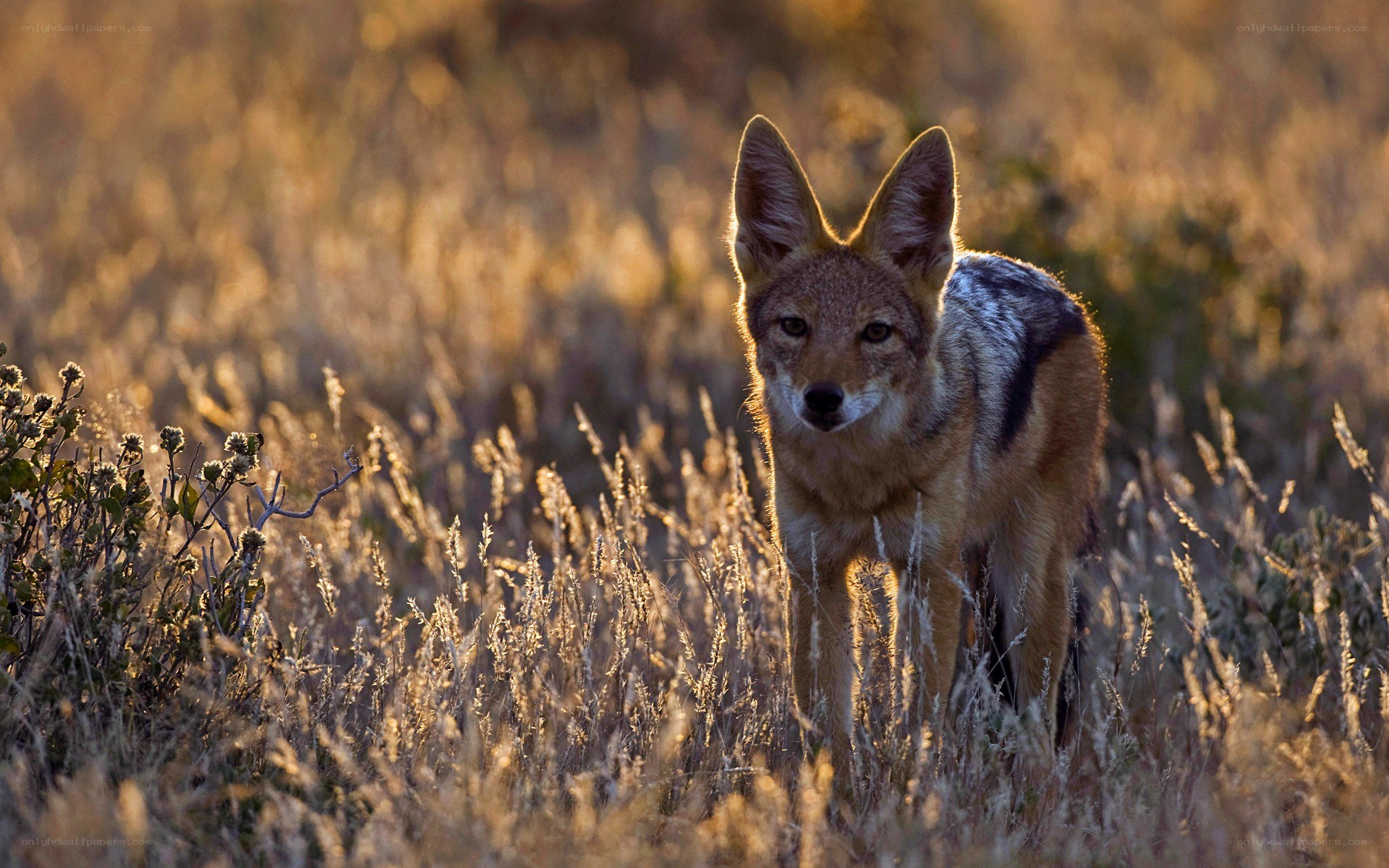 Jackal in golden grass
