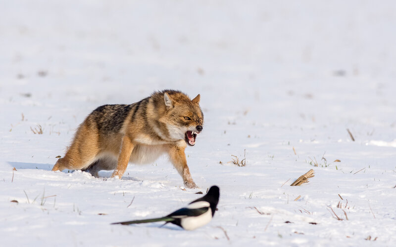 Jackal in Snow