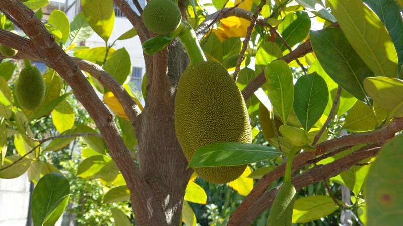Jackfruit growing on a tree