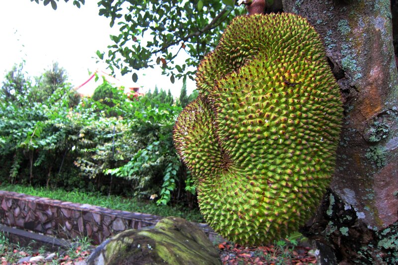 Jackfruit on Tree