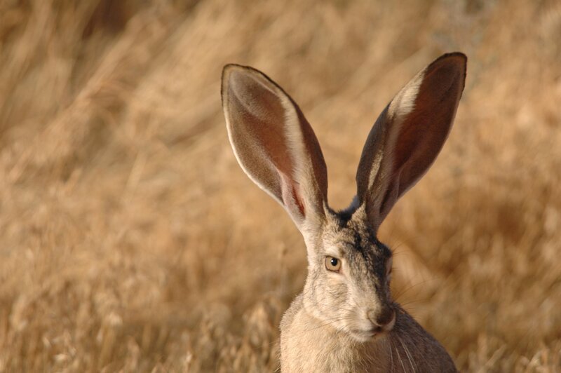 Jackrabbit in Field