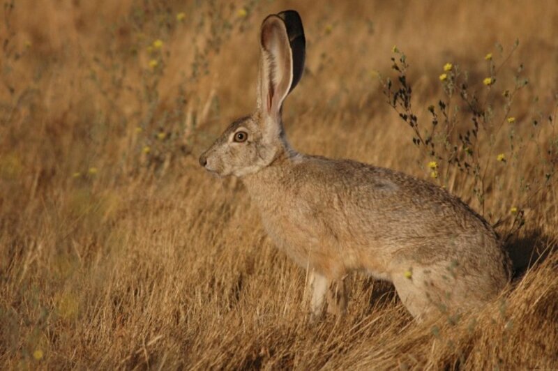 Jackrabbit in Grass