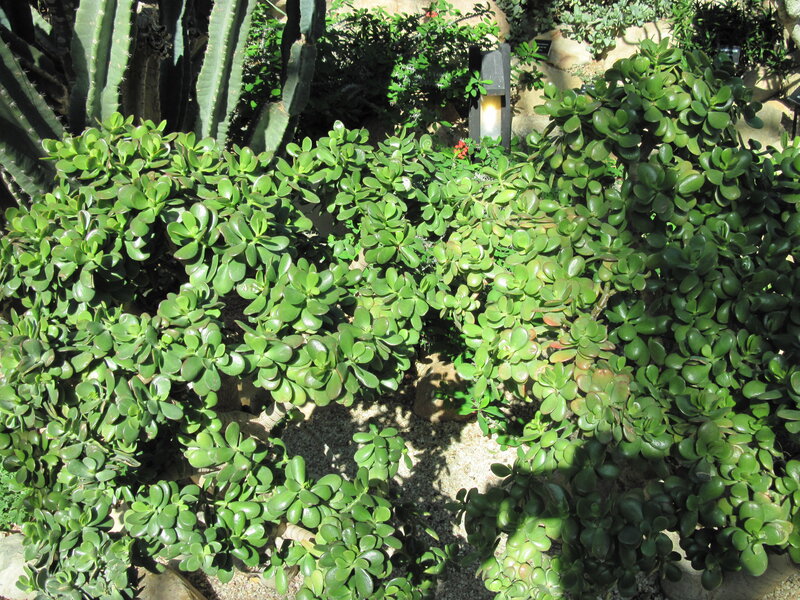 Jade Plant in Garden