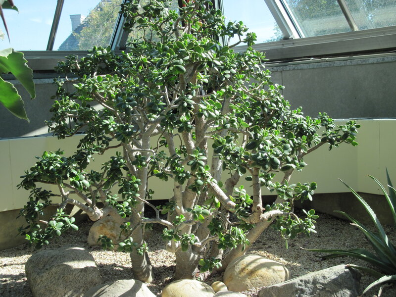 Jade Plant in Greenhouse