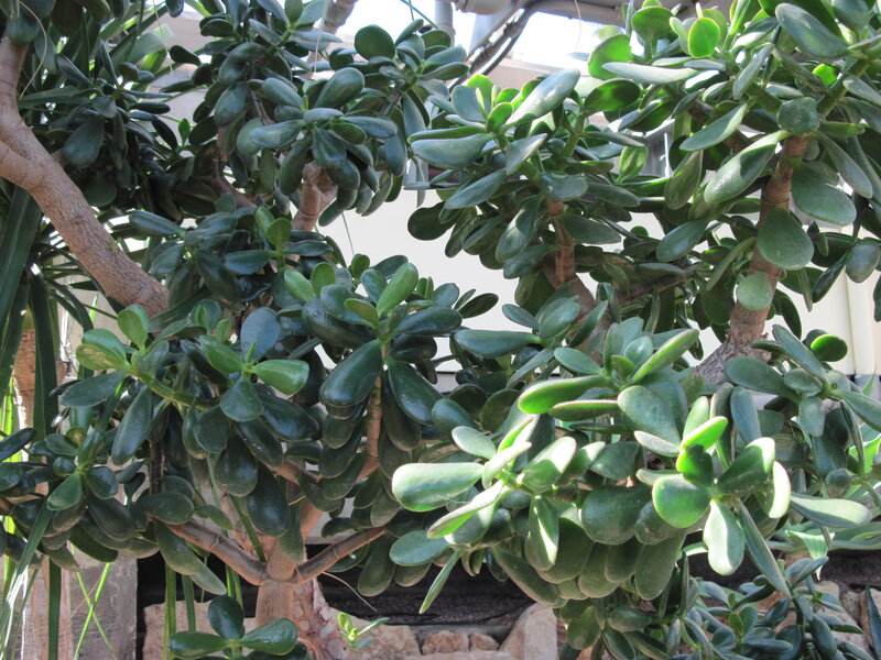 Jade Plant in Pot — Green