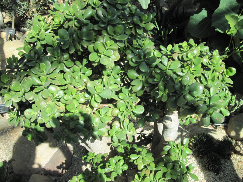 Jade Plant in Pot