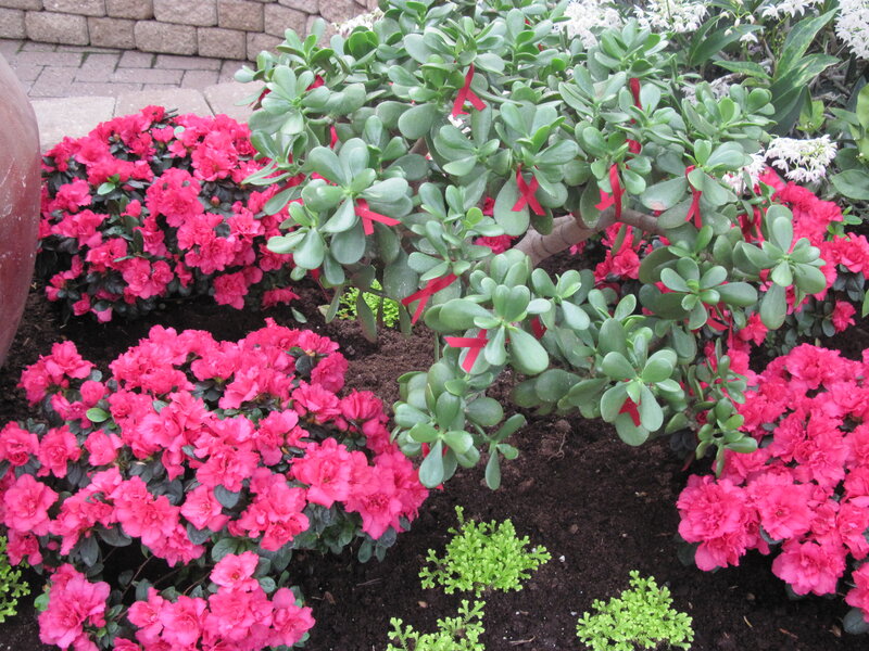 Jade Plant with Azaleas