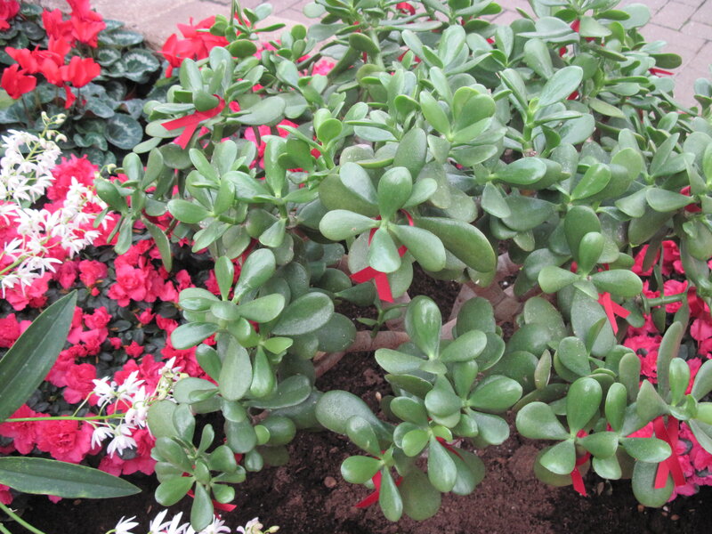 Jade Plant with Flowers — Green
