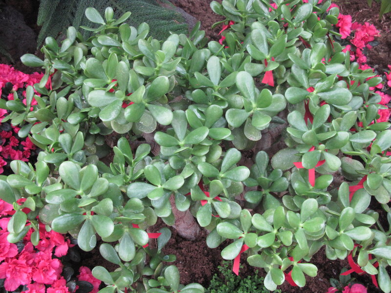 Jade Plant with Flowers