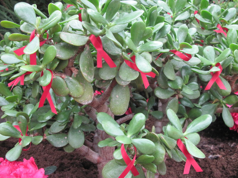 Jade Plant with Ribbons