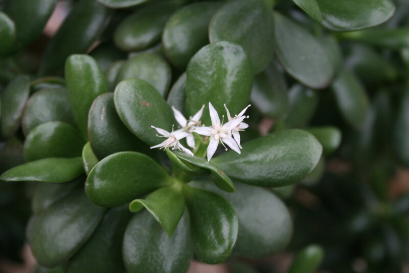 Jade Plant with White Flowers — Green