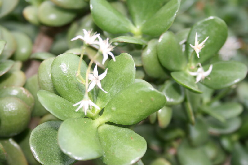 Jade Plant with White Flowers