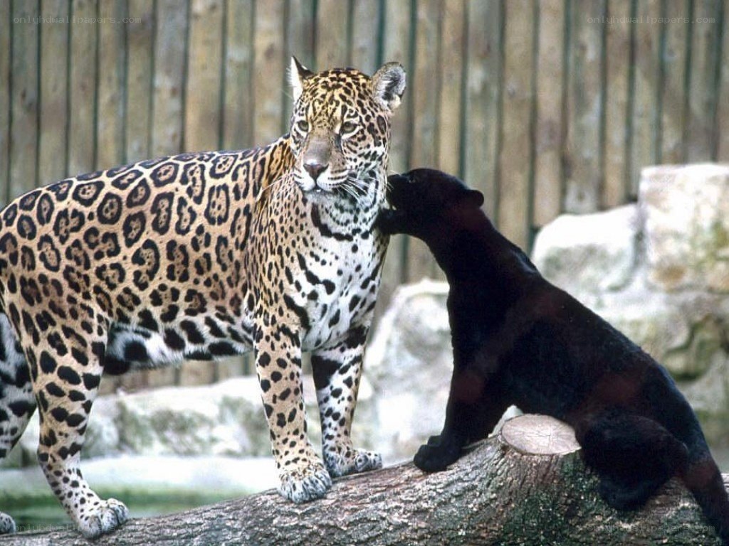 Jaguar and black panther
