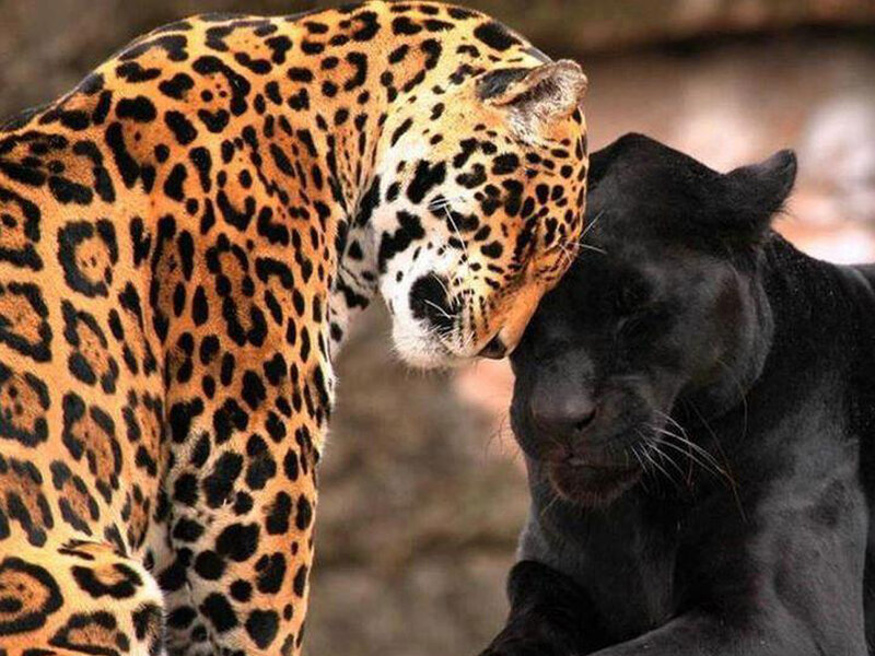 Jaguar and Black Panther — Calm