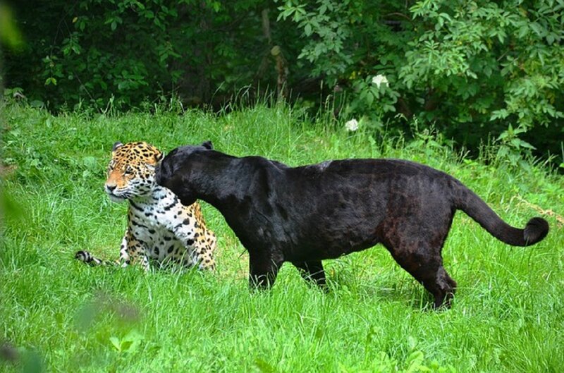 Jaguar and Black Panther — Green