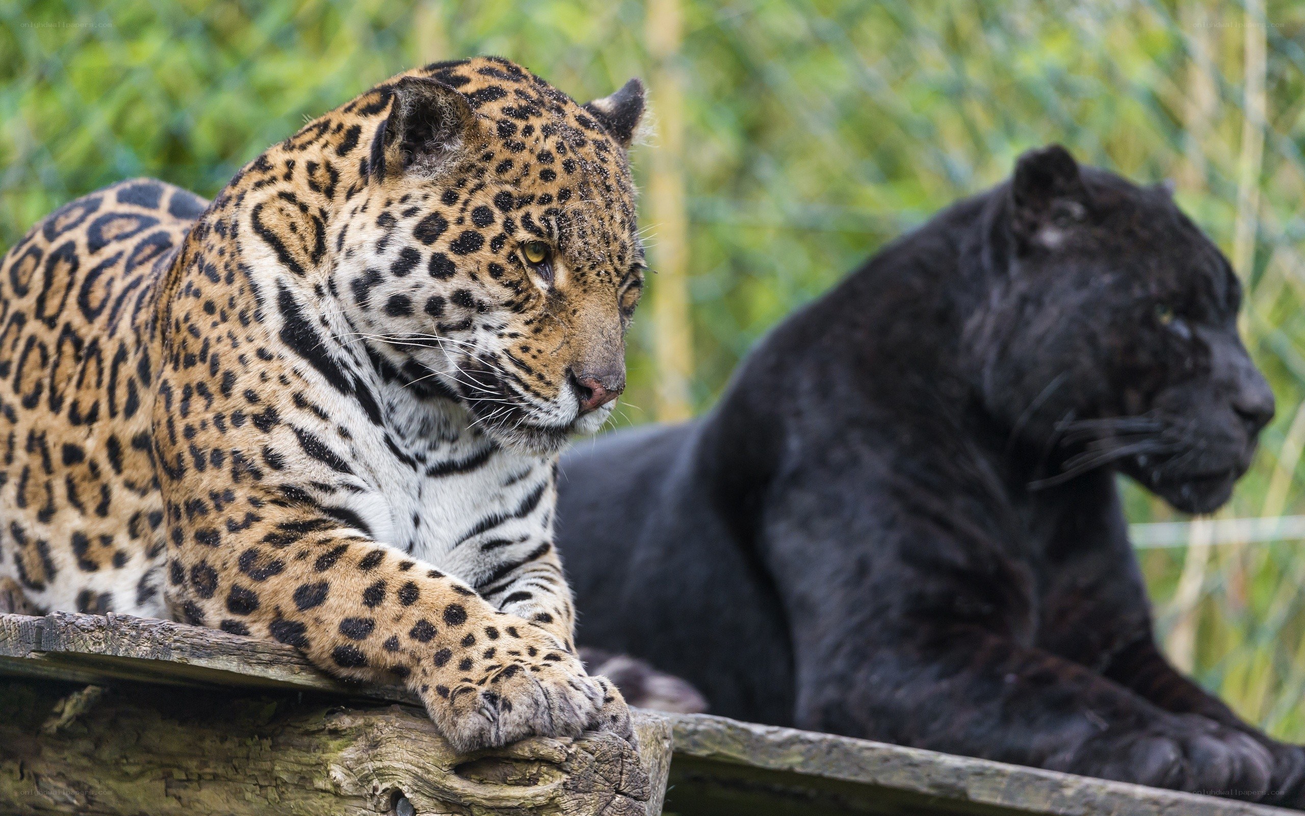 Jaguar and black panther