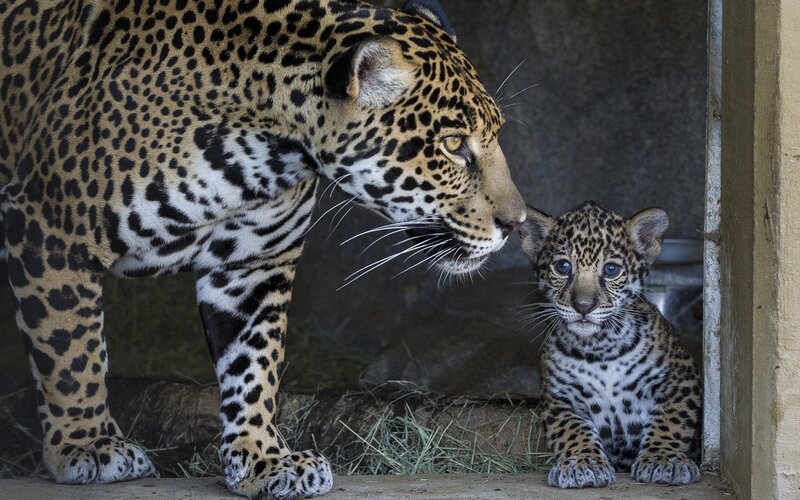 Jaguar and Cub — Black, Calm, Photograph