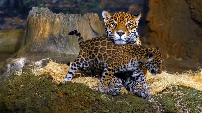 Jaguar and Cub — Brown, Calm, Photograph