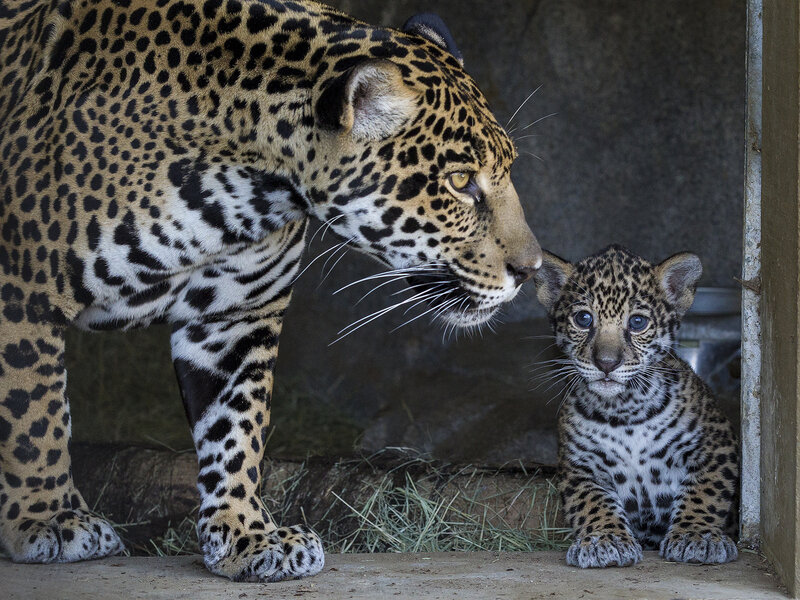 Jaguar and Cub — Brown, Calm