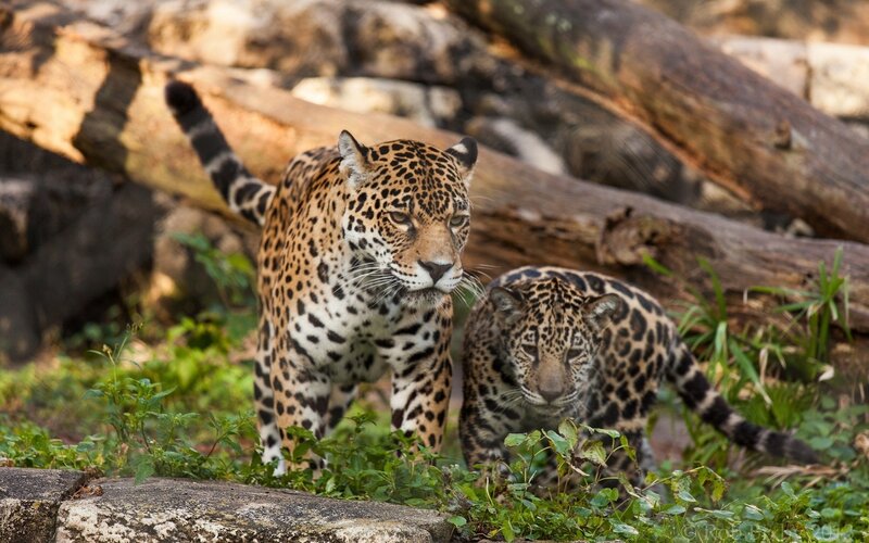 Jaguar and Cub — Brown, Natural, Afternoon