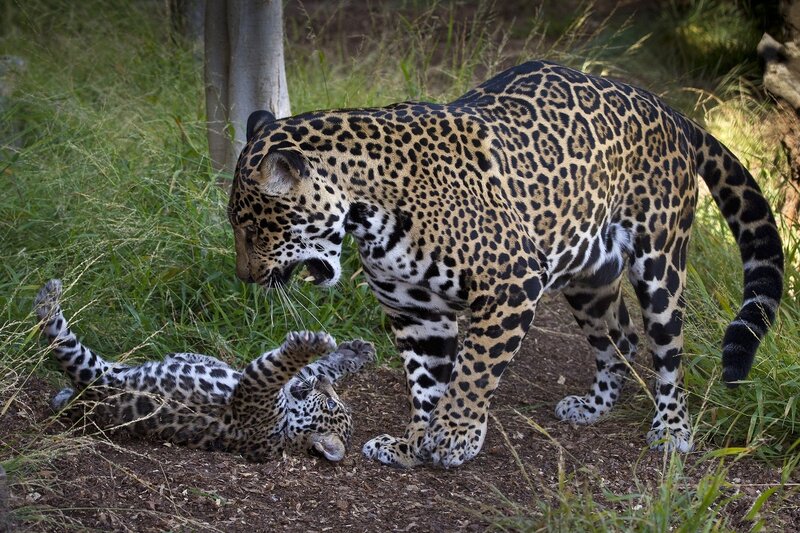 Jaguar and Cub — Brown, Natural