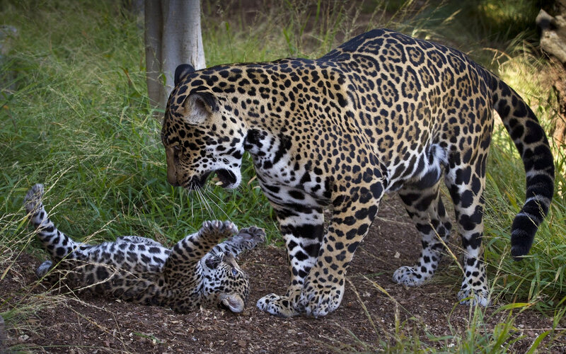 Jaguar and Cub — Brown
