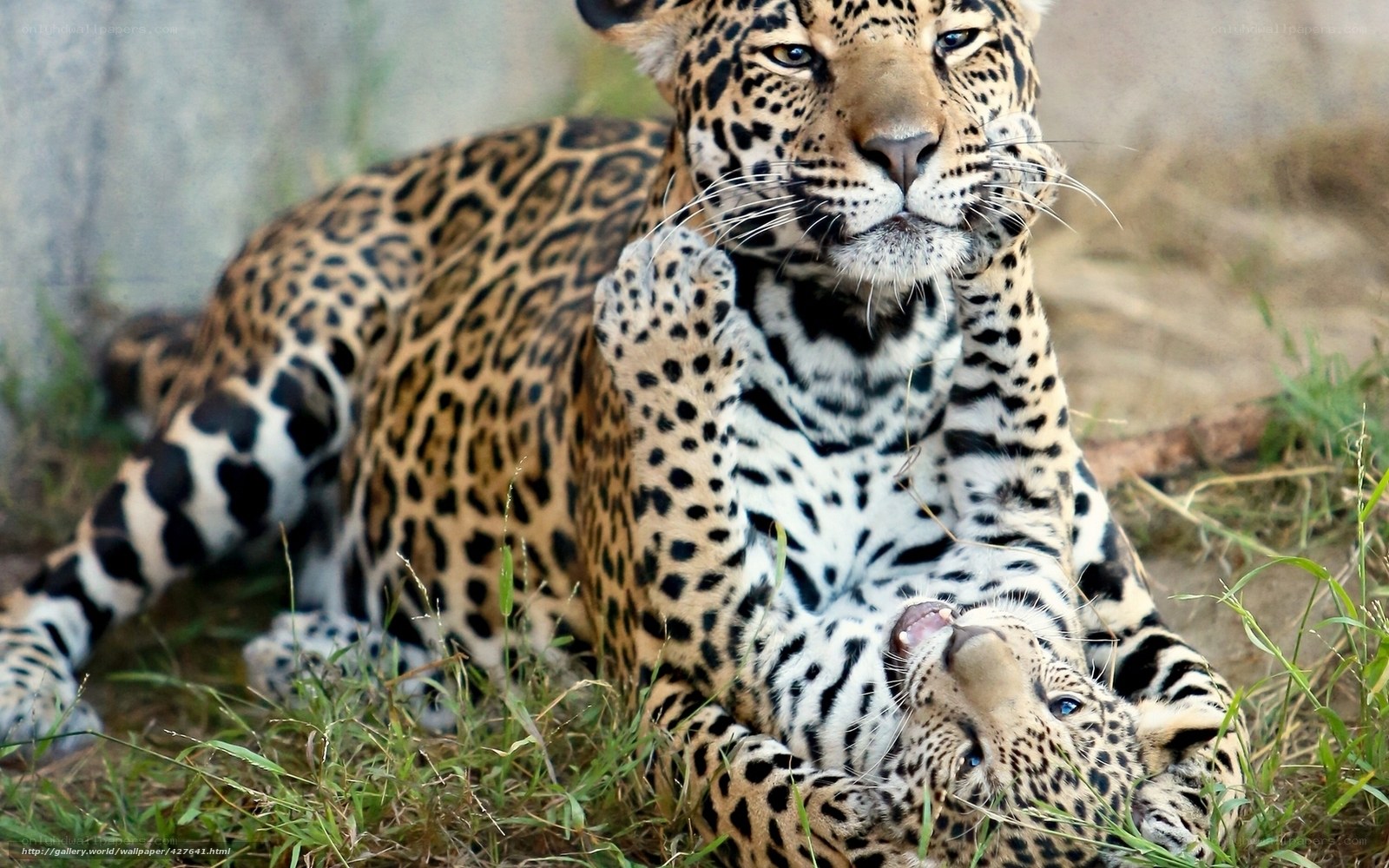 Jaguar and cub playing