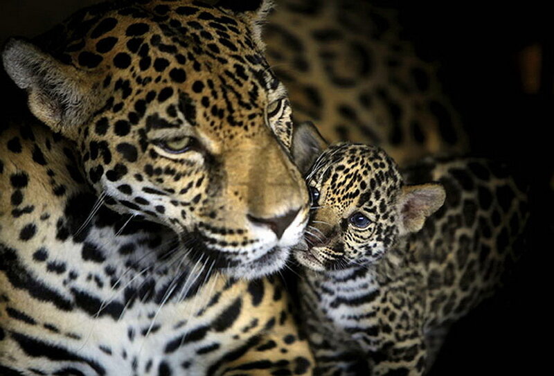Jaguar and Cub