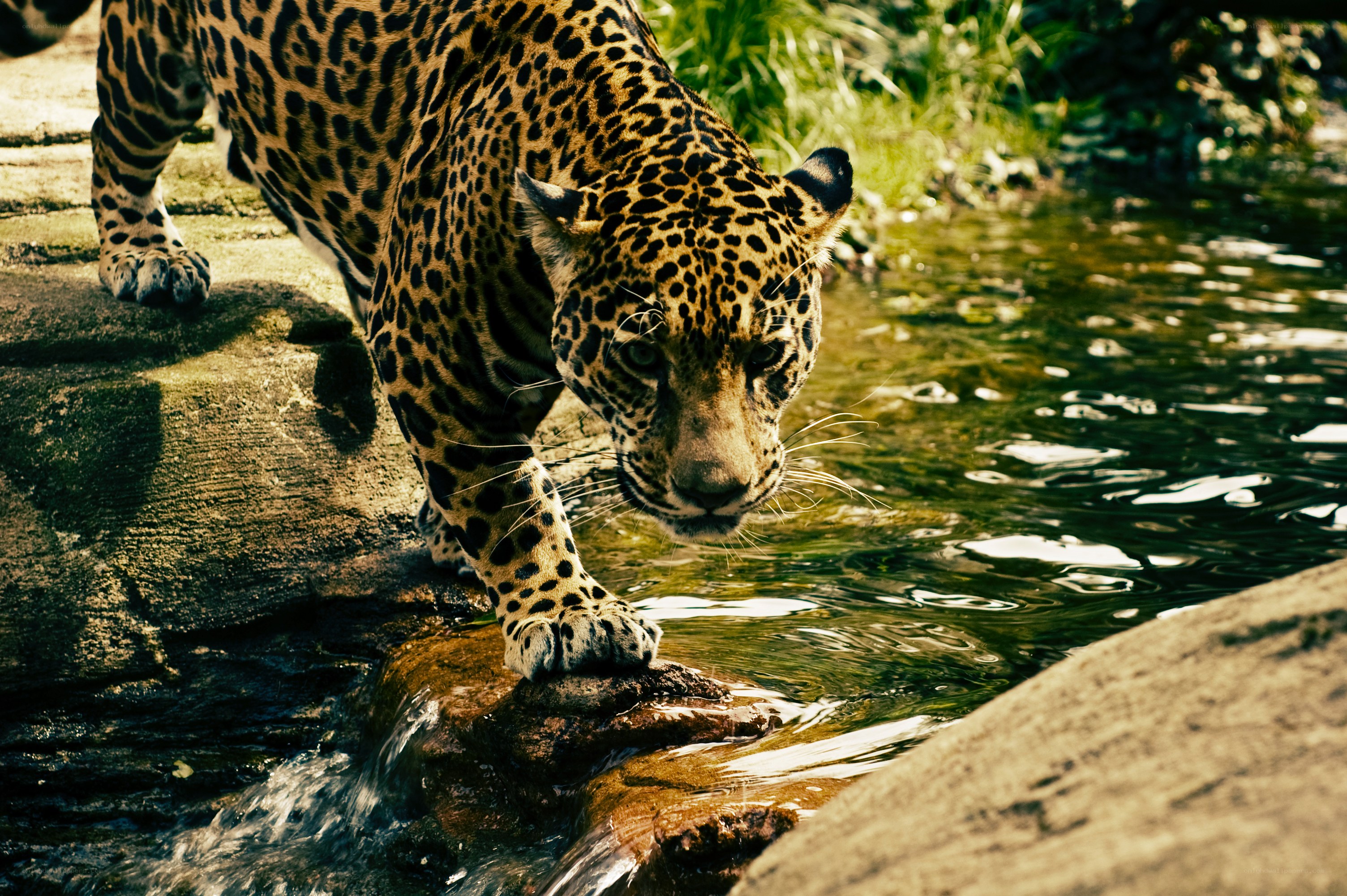 Jaguar at the water's edge