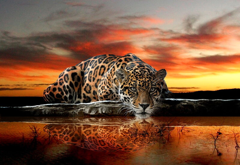 Jaguar at Water's Edge