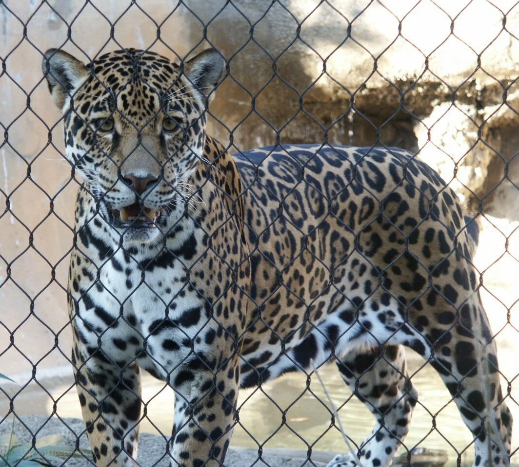Jaguar behind a fence