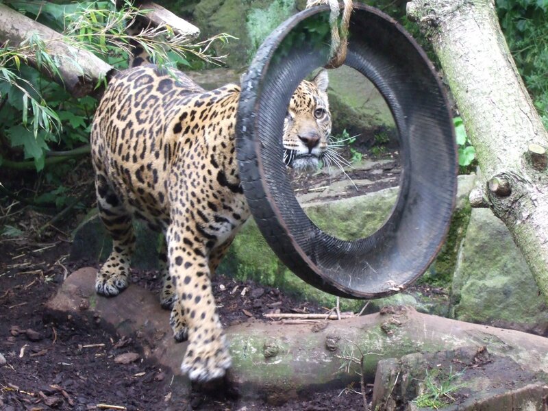 Jaguar behind a tire