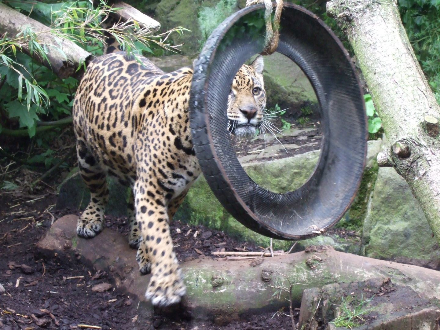 Jaguar behind a tire