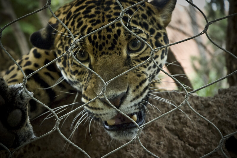 Jaguar behind a wire fence