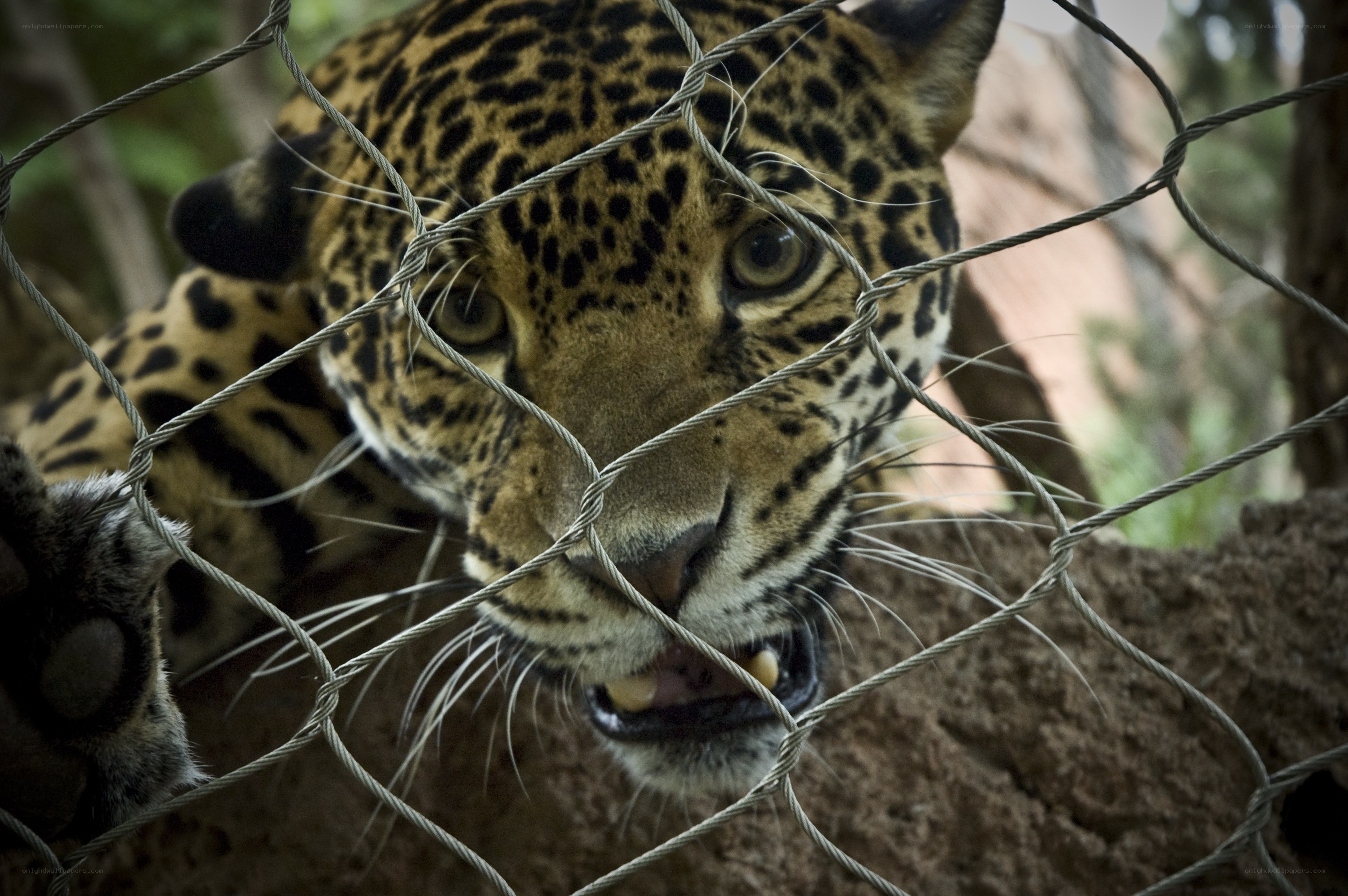 Jaguar behind a wire fence