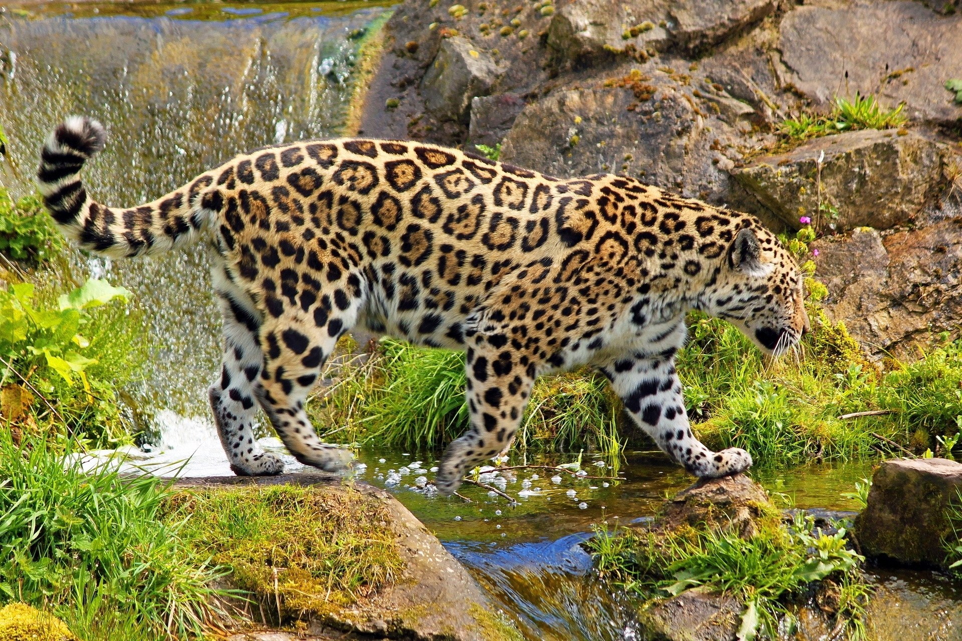 Jaguar by a waterfall