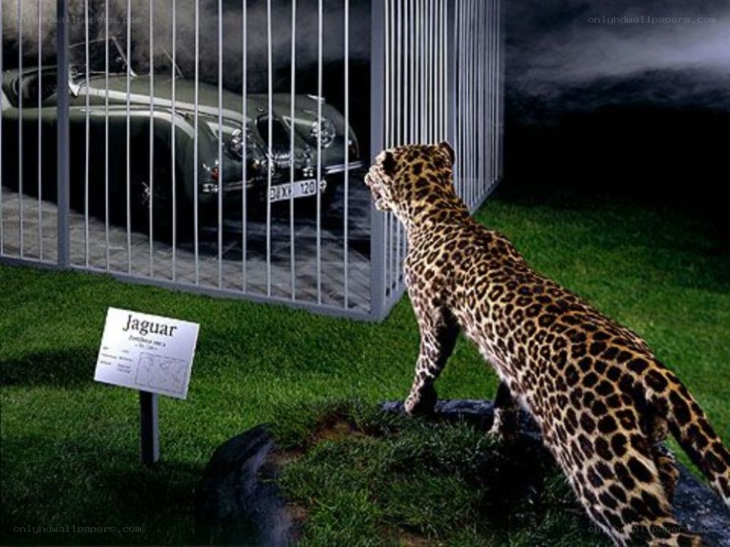 Jaguar car in a cage