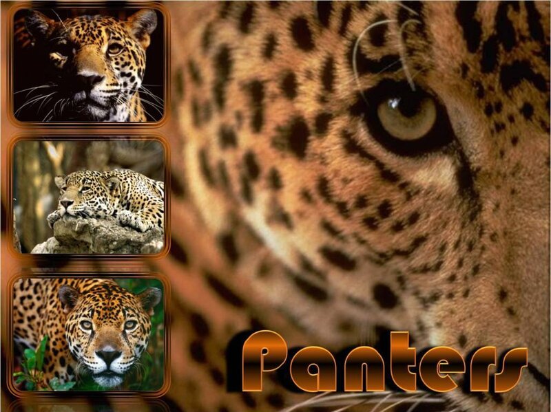 Jaguar collage with close-up