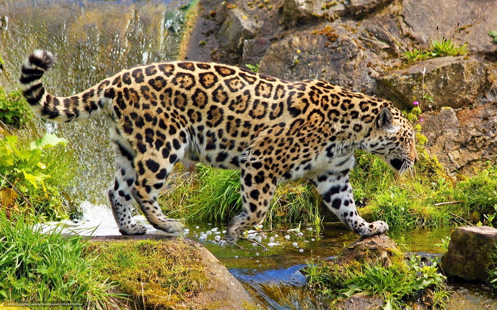 Jaguar crossing a stream