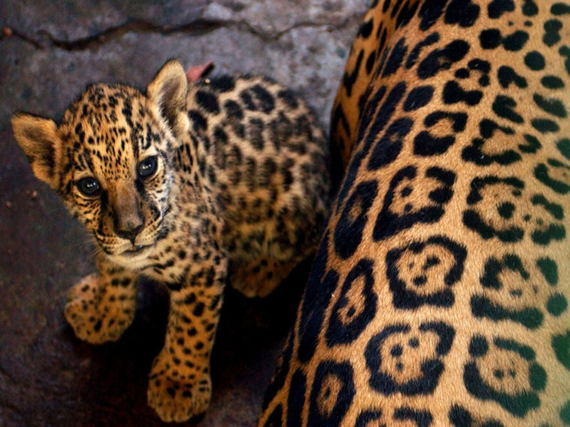 Jaguar Cub and Adult