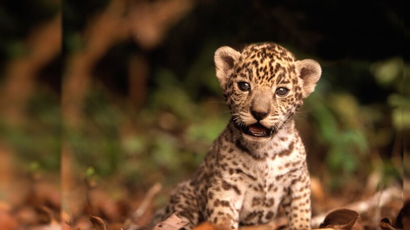 Jaguar Cub — Brown