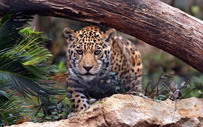 Jaguar Cub in Foliage