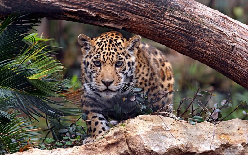 Jaguar cub in forest