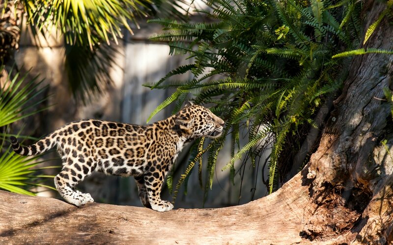 Jaguar Cub on Log — Green