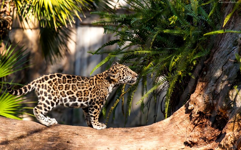 Jaguar Cub on Log