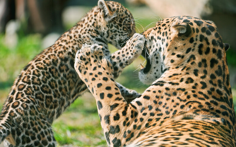 Jaguar Cub Playing — Brown